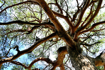 道志山塊の石割山　二十曲峠のアカマツ
