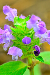 道志山塊の砂須山　ウツボグサ

