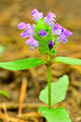 道志山塊の砂須山　ウツボグサ

