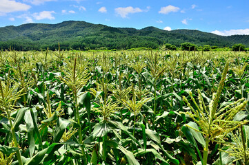 山梨県忍野村　トウモロコシ畑と緑の道志山塊
