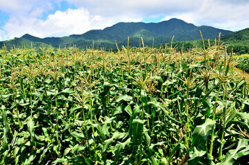 山梨県忍野村　夏の風景　トウモロコシ畑に高座山と杓子山と子ノ神
