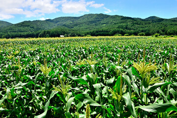 山梨県忍野村　夏の風景　トウモロコシ畑と大平山
