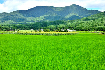 山梨県忍野村　内野の田園風景　稲と道志山塊
