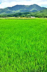 山梨県忍野村　内野の田園風景　稲と道志山塊
