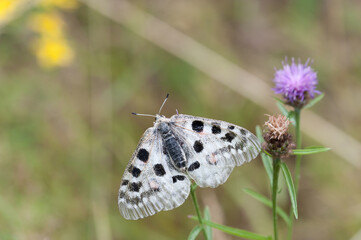 Apollofalter an der Mosel
