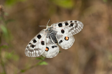Apollofalter an der Mosel