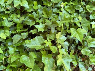 Close-up of common ivy (Hedera helix) a green leaves covered the forest.