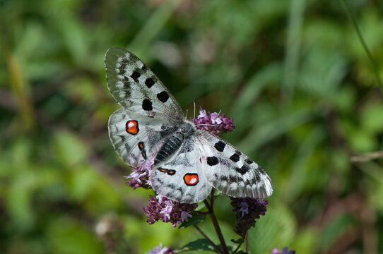 Apollofalter an der Mosel