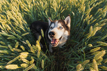 Happy husky dog ​​on nature in a field with growing wheat.