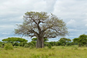 Obraz premium Large green Baobab tree 