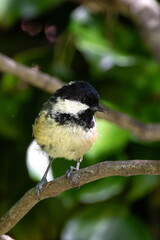 Coal Tit (Periparus ater) Spotted in Father Collins Park, Dublin, Ireland