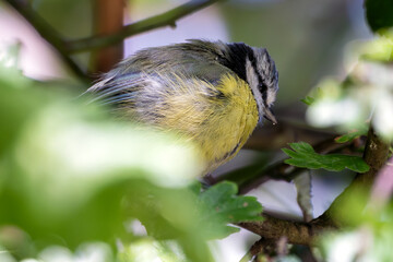 Obraz premium Blue Tit (Cyanistes caeruleus) Spotted in Father Collins Park, Dublin, Ireland