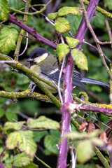 Great Tit (Parus major) Spotted in Father Collins Park, Dublin, Ireland