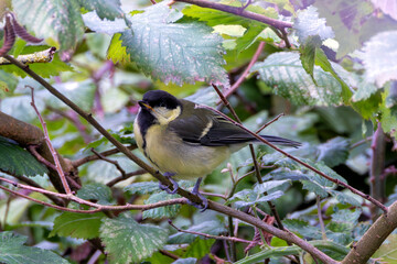 Great Tit (Parus major) Spotted in Father Collins Park, Dublin, Ireland