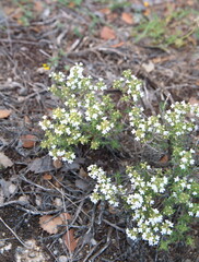 Wild thyme in bloom, Thymus vulgaris, white thymes flowers - aromatic and medicinal plant
