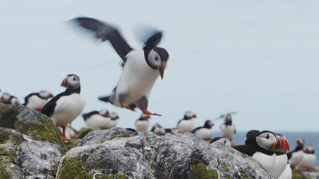 Puffin (Fratercula arctica) landing in slow motion