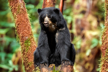 Spectacled bear native to South America in close-up and selective focus. (Tremarctos ornatus)