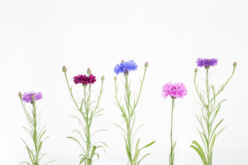 flowers arranged in row against white background, purple, blue, pink, and budding buds. Captures diversity of flower types and stages, suitable for botanical research or artistic expression.