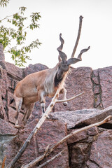 Close-up portrait of Markhor, Capra falconeri, wild goat native to Central Asia, Karakoram and the...