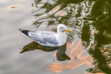 Seagull, The European herring gull, swims in the sea