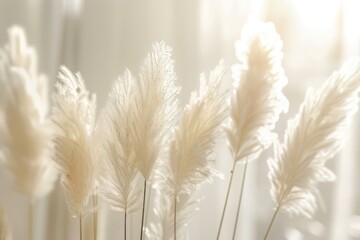 Naklejka premium Close-Up of Pampas Grass with Soft Natural Light