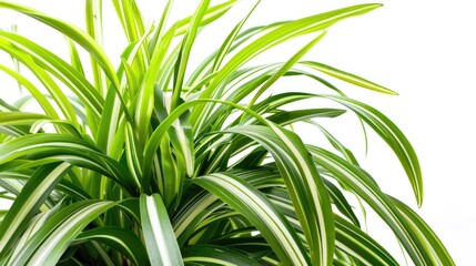 Fototapeta premium The spider plant is believed to bring good luck with its naturally strong and long leaves