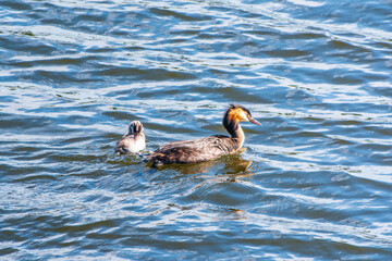 The waterfowl bird, great crested grebe with chick, swimming in the lake.