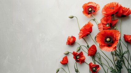 Vibrant red poppies on a light textured background, top view floral arrangement for natural beauty and elegance concepts