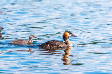 The waterfowl bird, great crested grebe with chick, swimming in the lake.