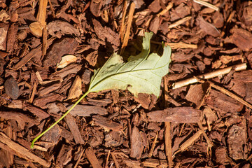 leaf on the ground