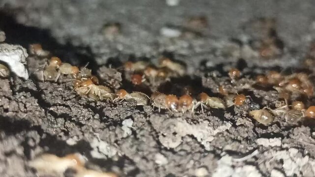 the termite walking in the night