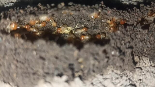 the termite walking in the night