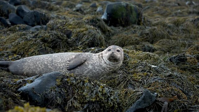 Golden seal sleeping at Ytri Tunga beach Iceland. Harbor seals, Western fjords, Iceland. Harbor seals in the waters of the Skotur fjord near Litlibaer, Western Fjords, Iceland