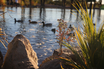 reeds in the water