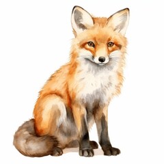 Fototapeta premium A red fox sits on a white background