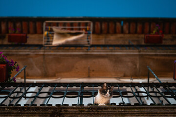 Cat Looking Down From Balcony, Ponte De Lima Portugal