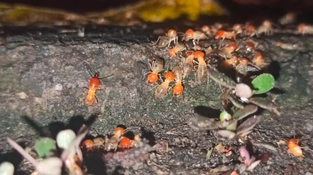 the termites walking in the yard