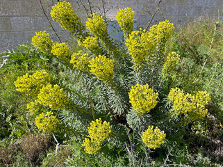 Mediterranean spurge or Albanian spurge (lat.- Euphorbia characias)