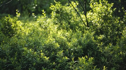 a rare shrubs planted with genetic engineering
