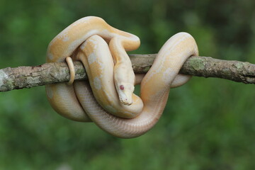 snake, python, albino python, an albino python wrapped around a log
