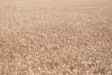 Fototapeta premium Wheat or barley agriculture cultivated field of summer crop harvest with rye spikelet