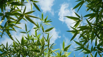 Obraz premium Bamboo leaves against the sky