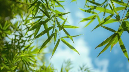 Bamboo leaves against the sky