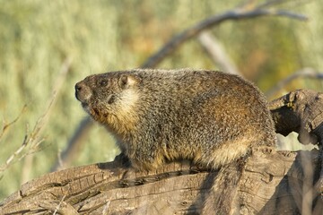 Marmot soaks in the morning sun.