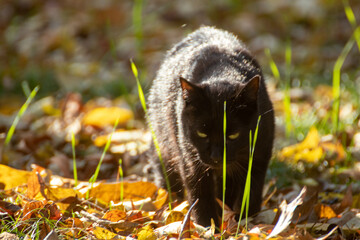 Gatito negro
