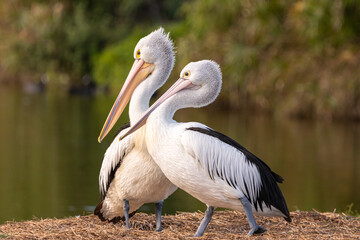 A pair of Australian Pelicans by a lake