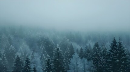 Foggy forest in winter