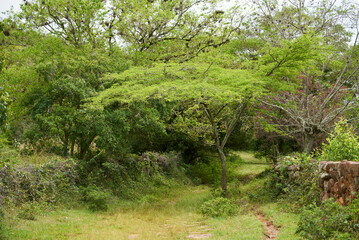Green lush scenery: historical trail between Barichara and Guane, in Santander, Colombia. Quiet path frequented by tourists and hikers looking to enjoy nature.