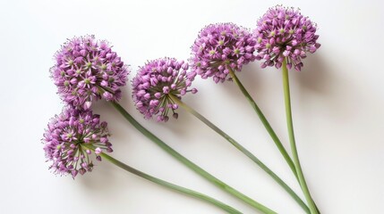 Allium on white background