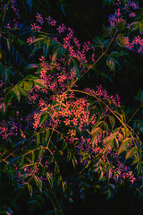  A dark field of blooming flowers of a Chinaberry (Melia azedarach) tree. 